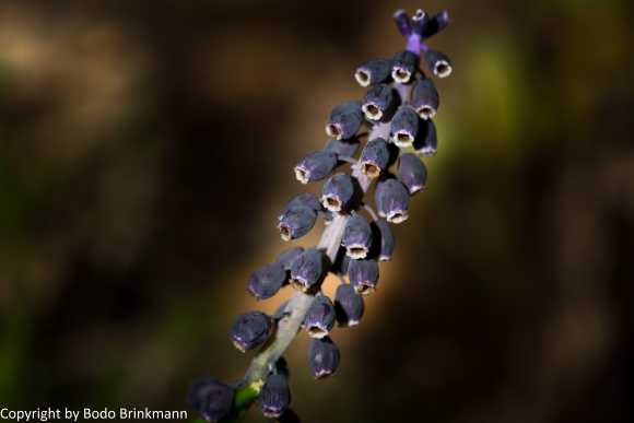 Sky-_MG_2814