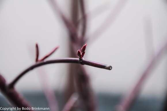 Sky-IMG_7651