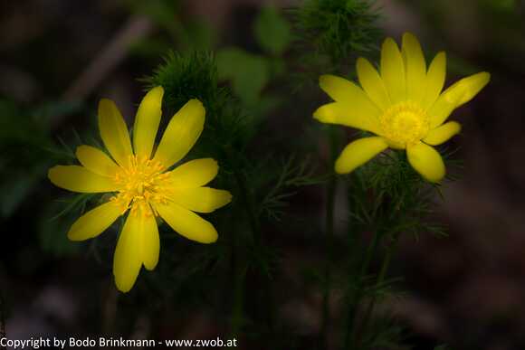 Sky-_MG_2927