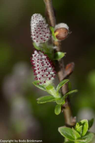 Sky-_MG_2795