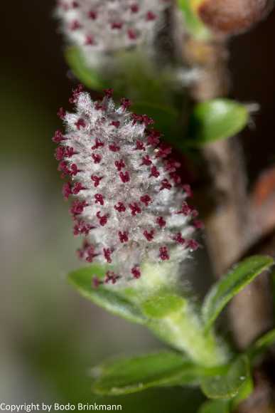 Sky-_MG_2802