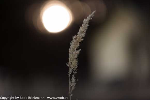 Sky-_MG_2489