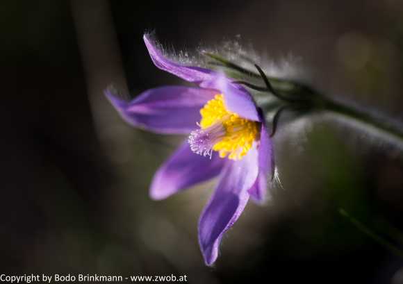 Sky-_MG_2428