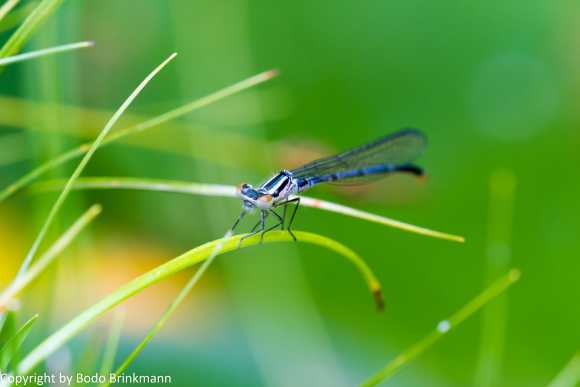 Sky-IMG_3399