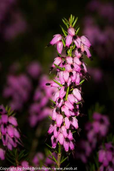 Sky-_MG_2903