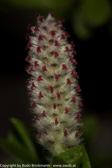 Sky-_MG_2878