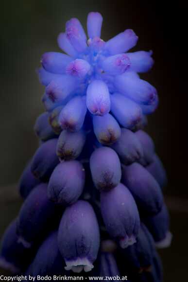 Sky-_MG_2891