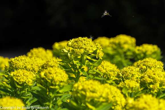 Sky-IMG_8537