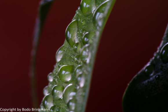 Sky-IMG_9586