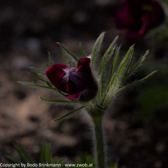 Sky-_MG_2862