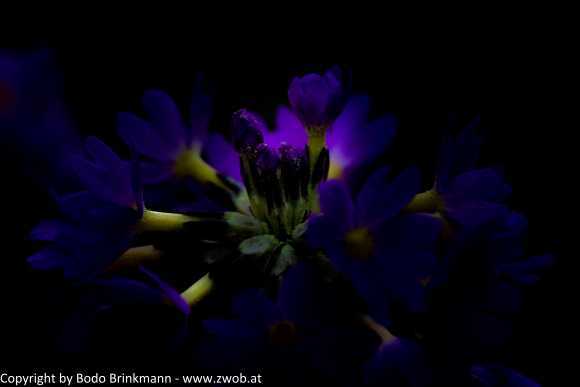 Sky-_MG_2856