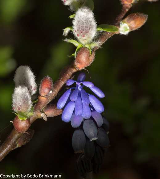 Sky-_MG_2807