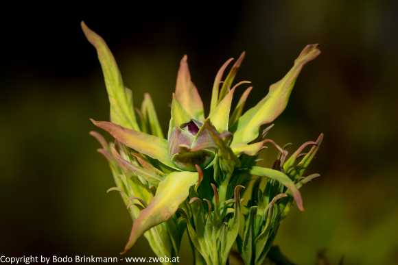 Sky-_MG_2839