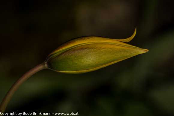 Sky-_MG_2923