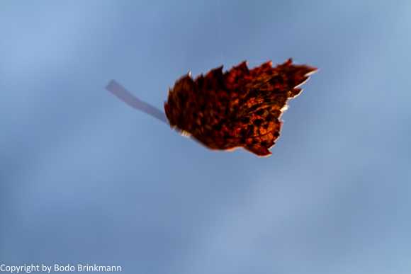 Sky-IMG_9677