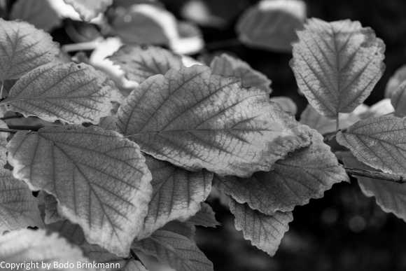 Sky-IMG_7632-2