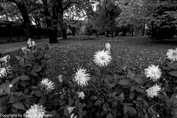 Sky-IMG_7848