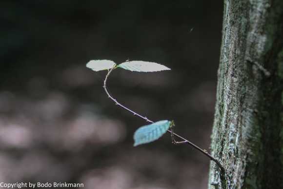 Sky-IMG_3084