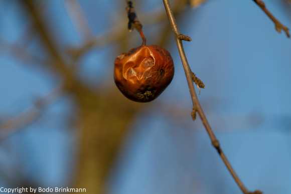 Sky-IMG_9708
