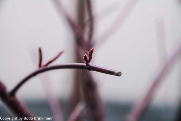 Sky-IMG_7651