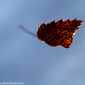 Sky-IMG_9677