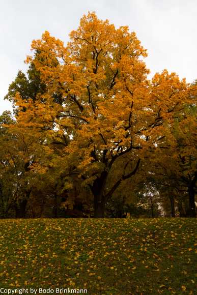 Sky-IMG_7832