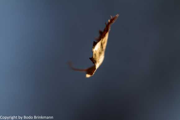 Sky-IMG_9661